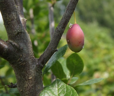 Заезд на огород