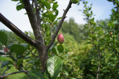 Заезд на огород