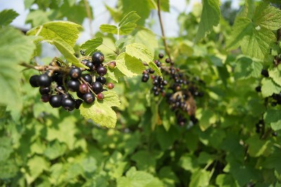 Заезд на огород