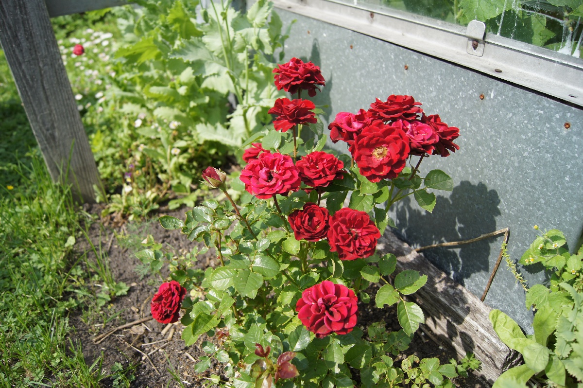 Роза, Rósa.  Trip to garden.