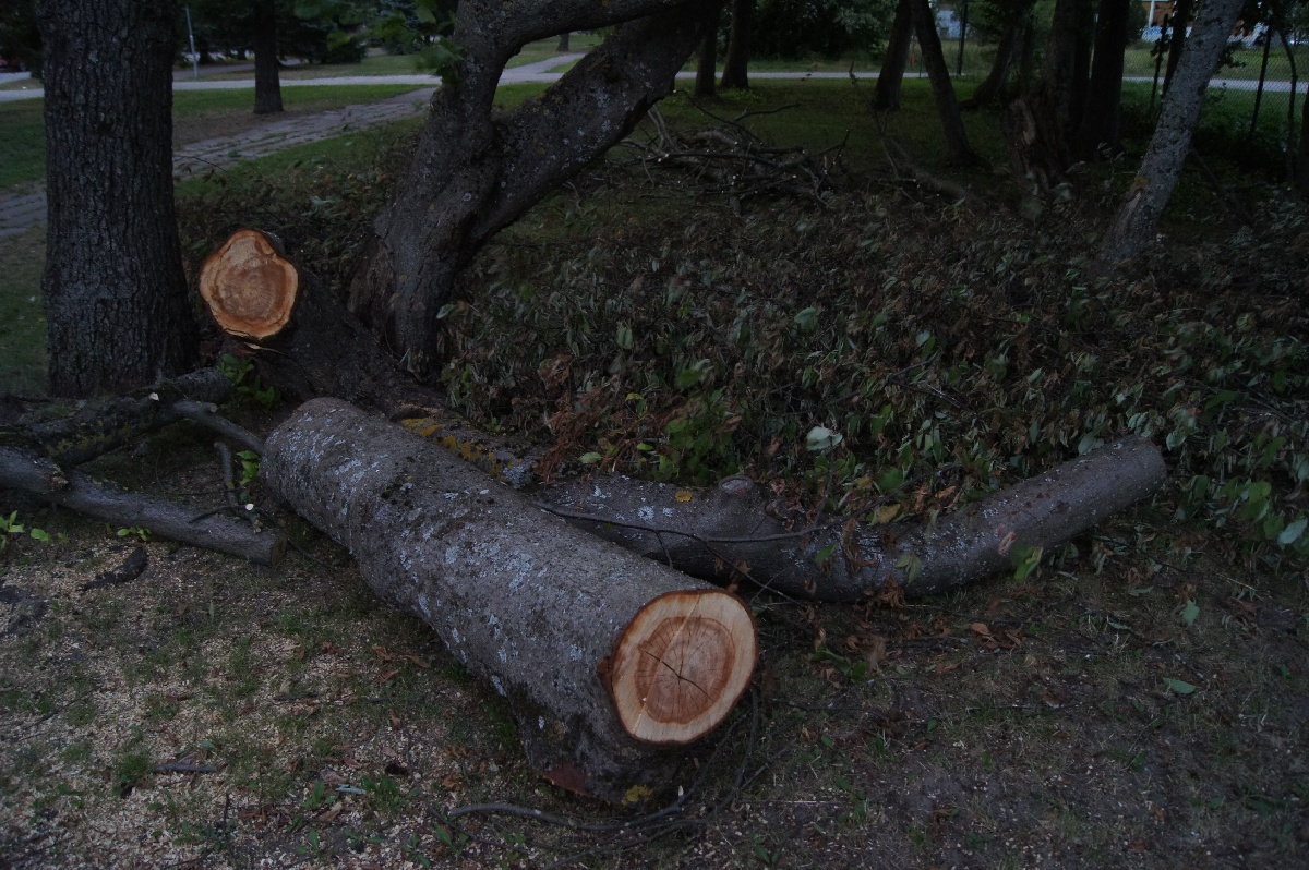 Дрова.  Город Пярну.