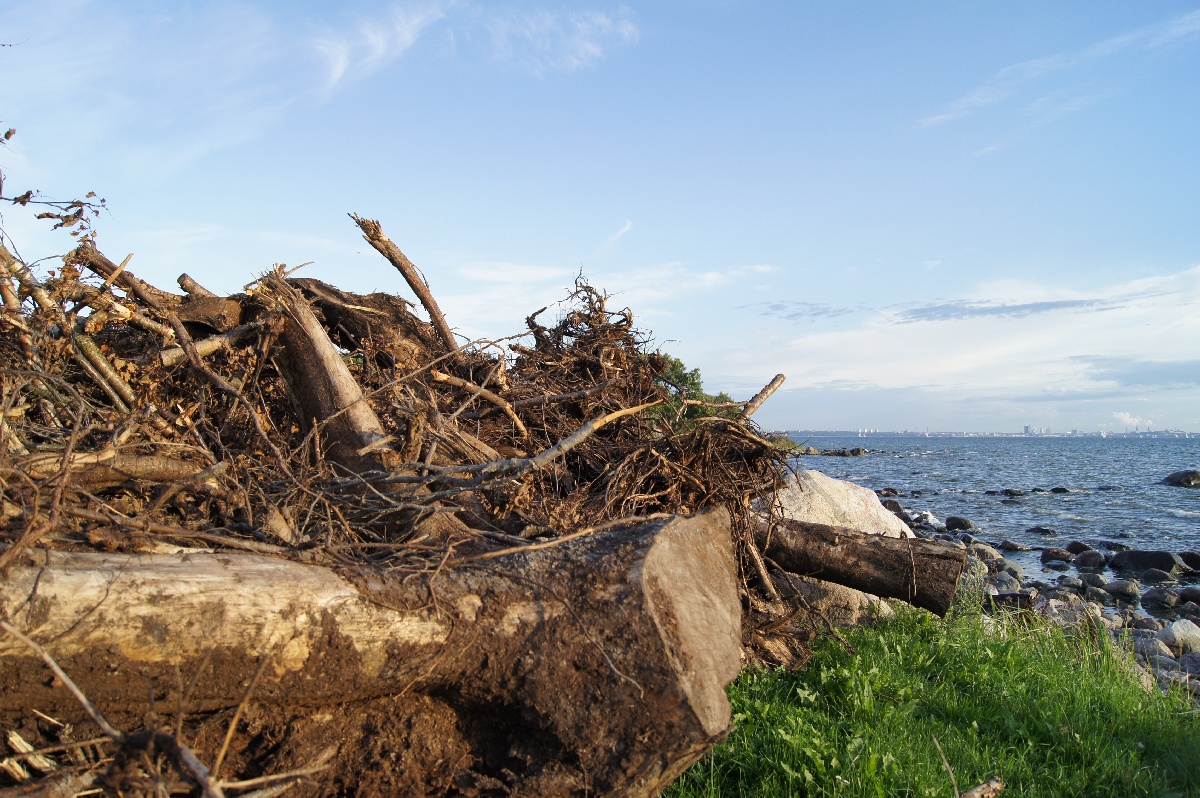  Музей Виймси на открытом воздухе.