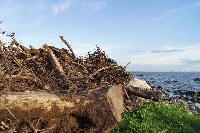 Музей Виймси на открытом воздухе