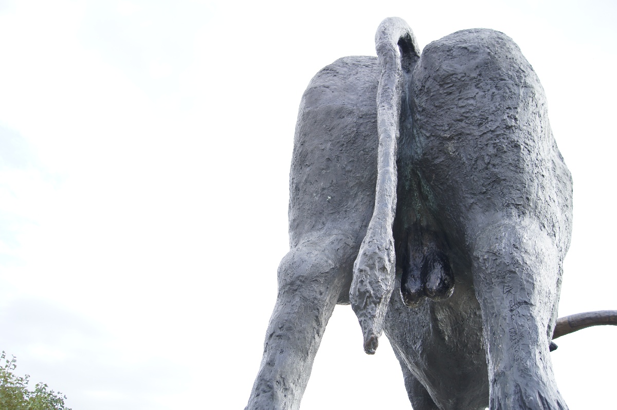 Тарвас (бык). Замок (городище) Раквере.