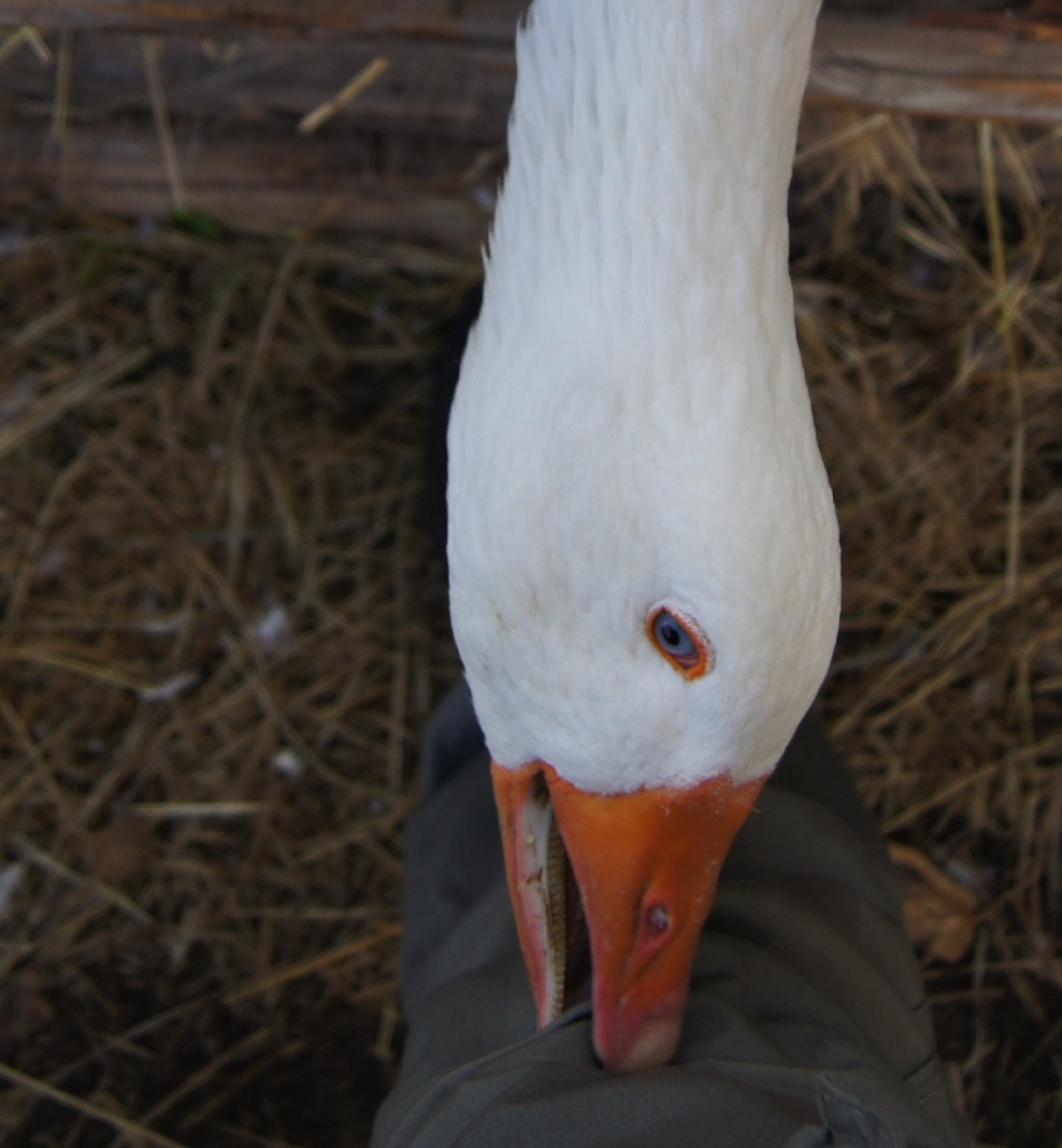 Гусь совсем озверел. На жаркое просится.  Замок (городище) Раквере.