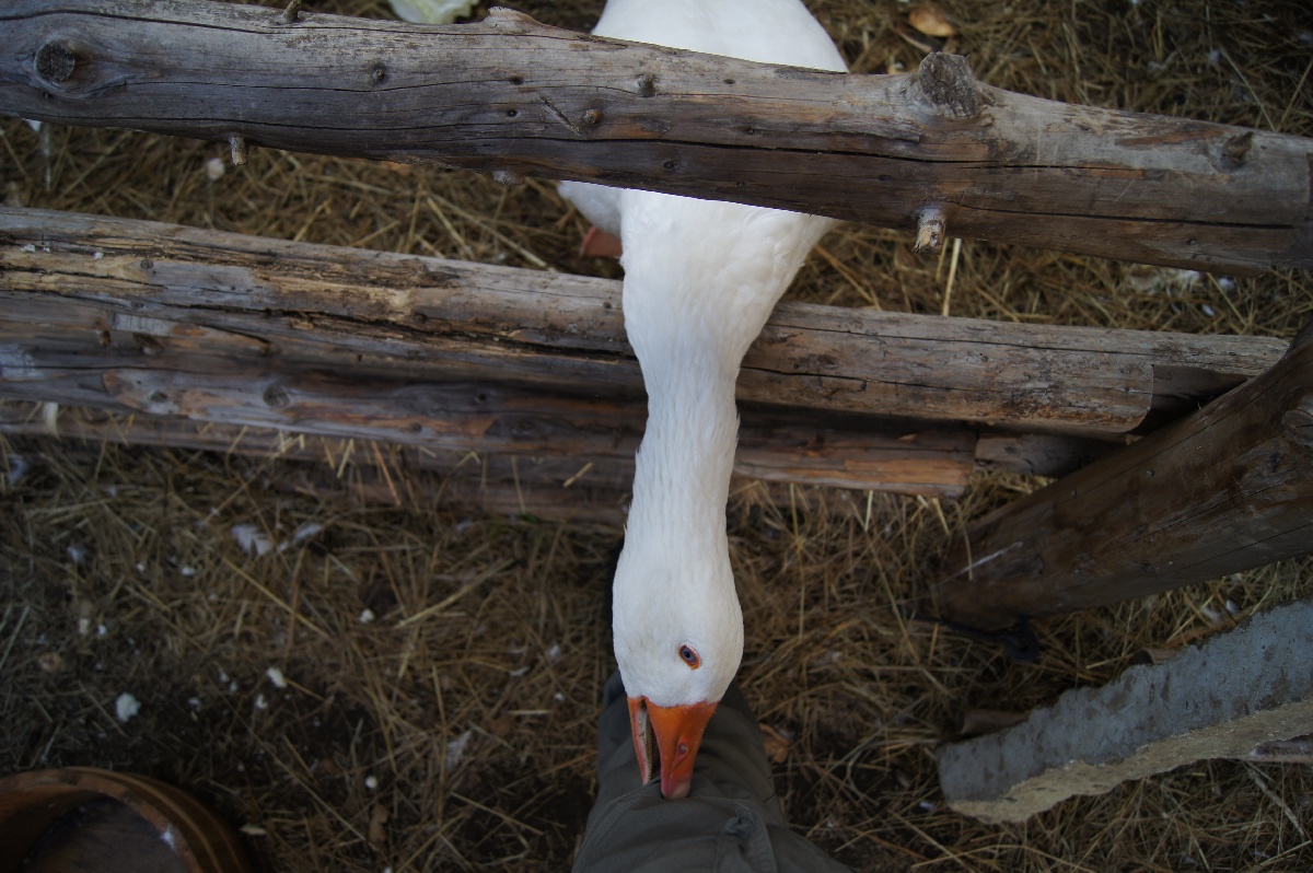 Гусь совсем озверел. На жаркое просится.  Замок (городище) Раквере.