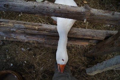 Замок (городище) Раквере