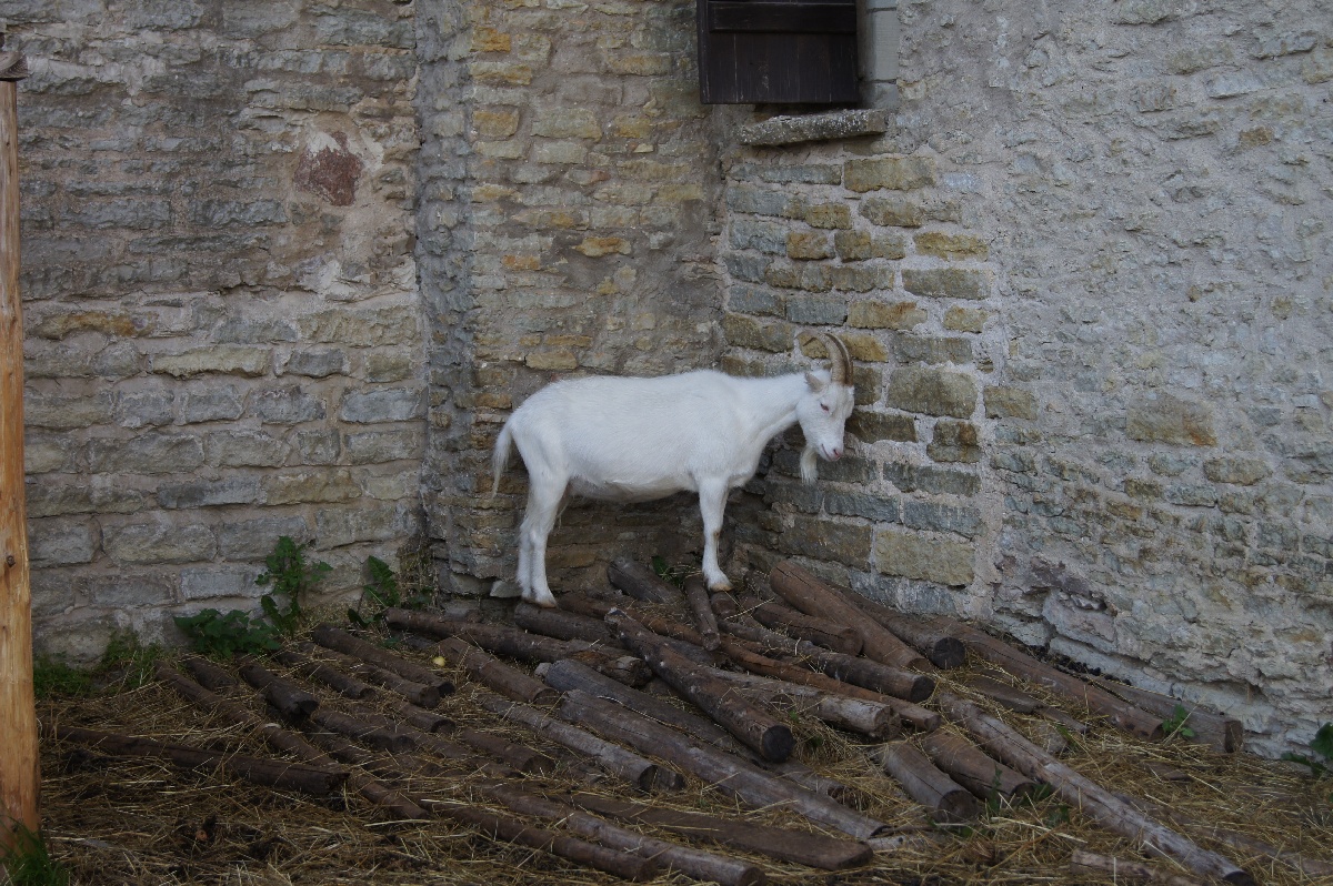 В загоне для коз обиженый. Замок (городище) Раквере.