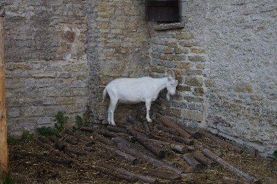 Замок (городище) Раквере