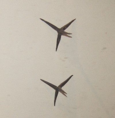 Замок (городище) Раквере