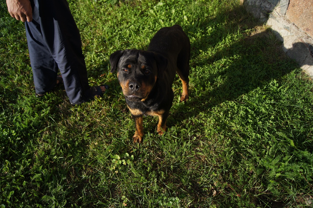 Добрая собака.  Алатскиви Эстония (Alatskivi Eesti), ножи ручной работы