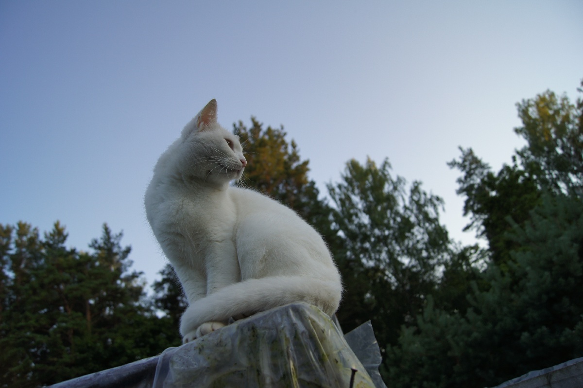 Кошка.  Алатскиви Эстония (Alatskivi Eesti), ножи ручной работы