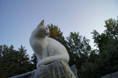 Алатскиви и ножи ручной работы.