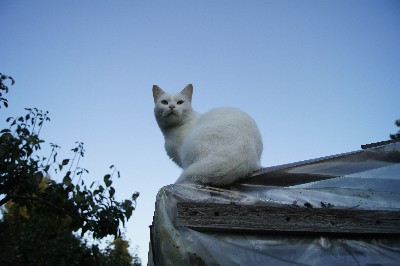 Алатскиви и ножи ручной работы.
