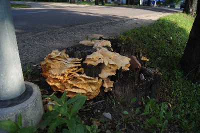 Алатскиви и ножи ручной работы.