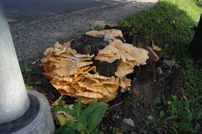Алатскиви и ножи ручной работы.