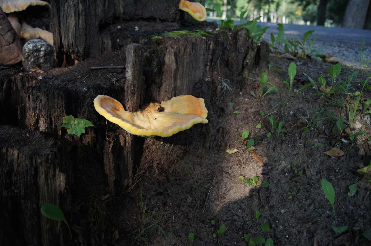 Грибы.  Алатскиви Эстония (Alatskivi Eesti), ножи ручной работы