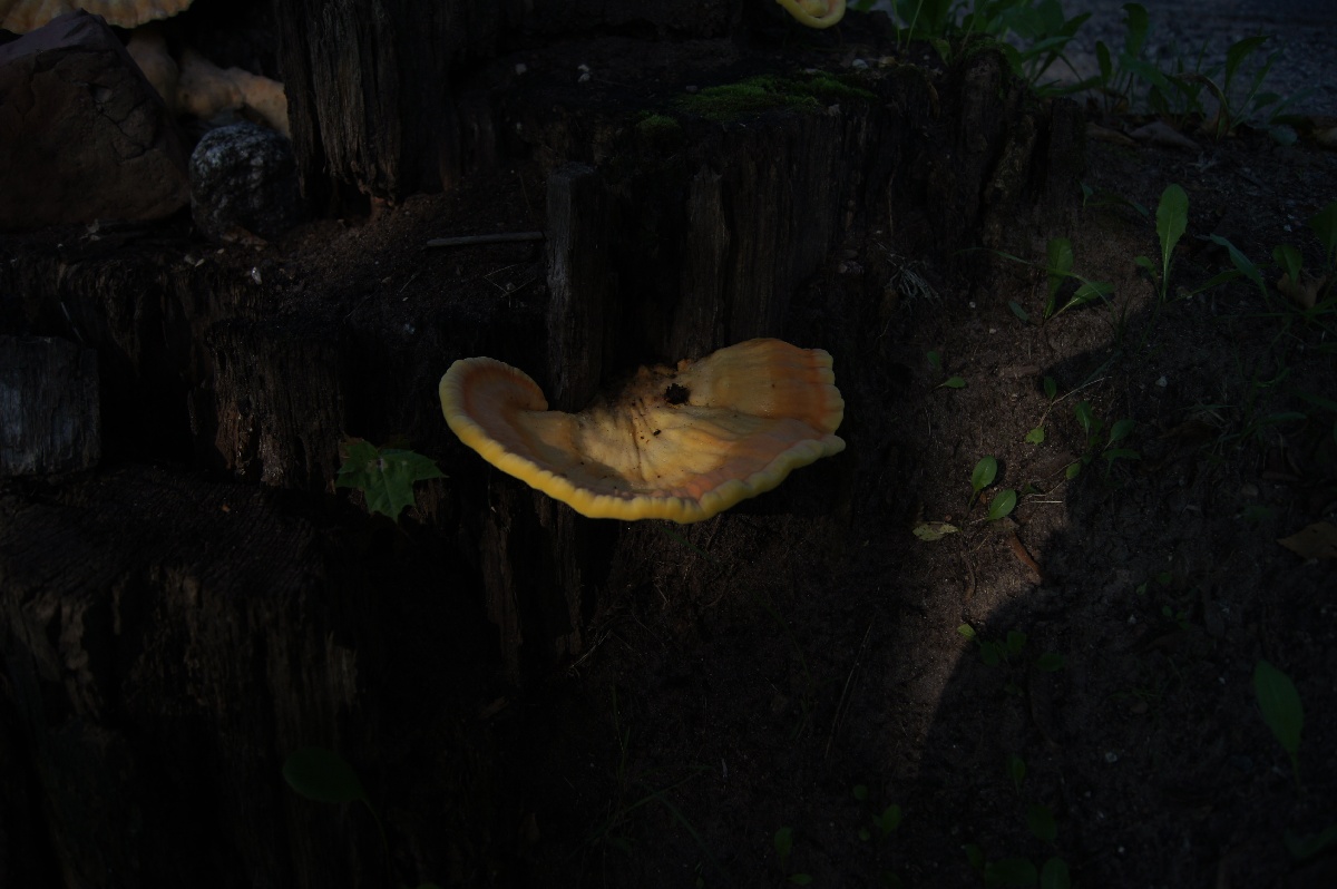 Грибы.  Алатскиви Эстония (Alatskivi Eesti), ножи ручной работы