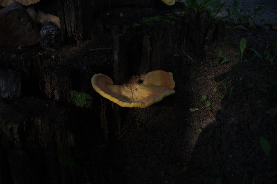 Алатскиви и ножи ручной работы.