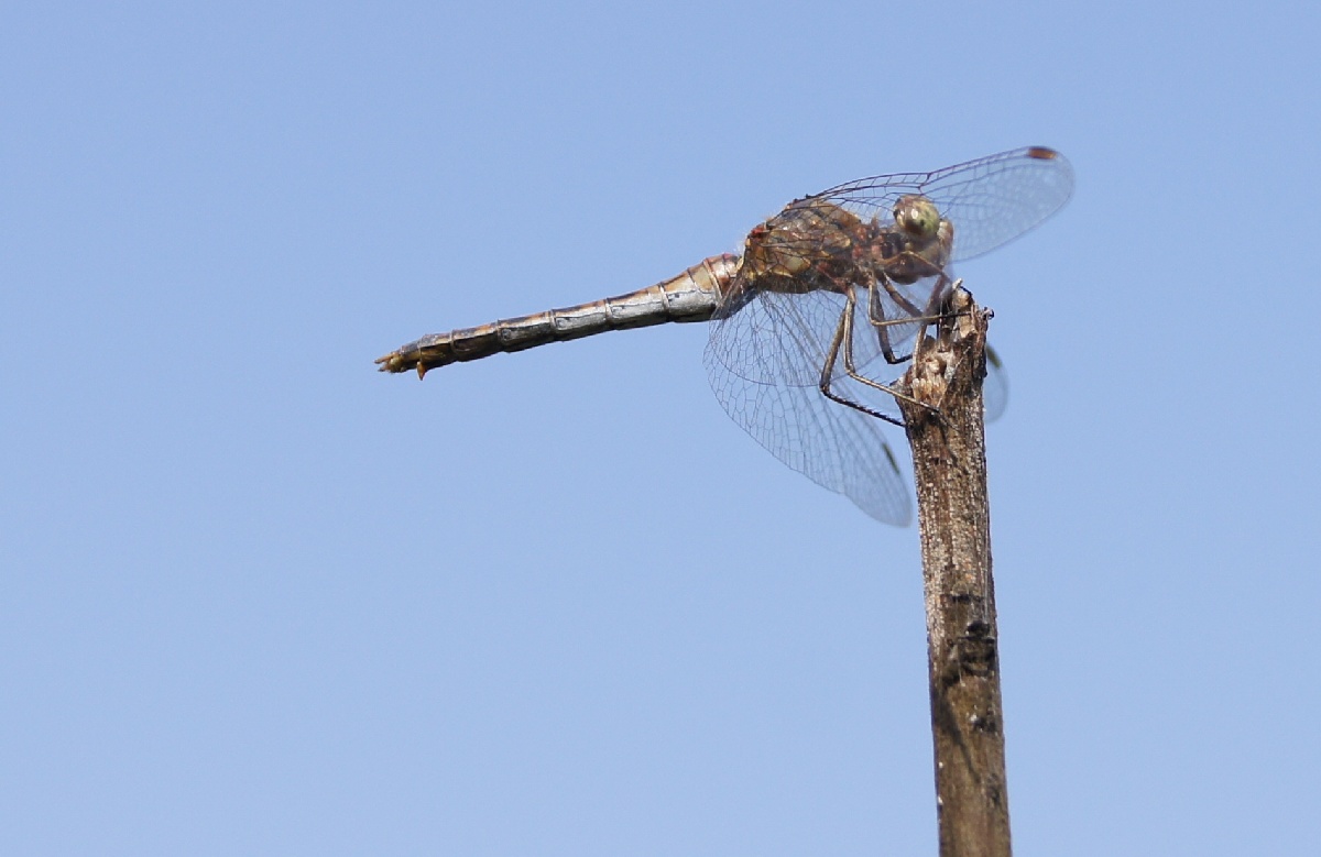 Стрекоза.  Алатскиви Эстония (Alatskivi Eesti), ножи ручной работы
