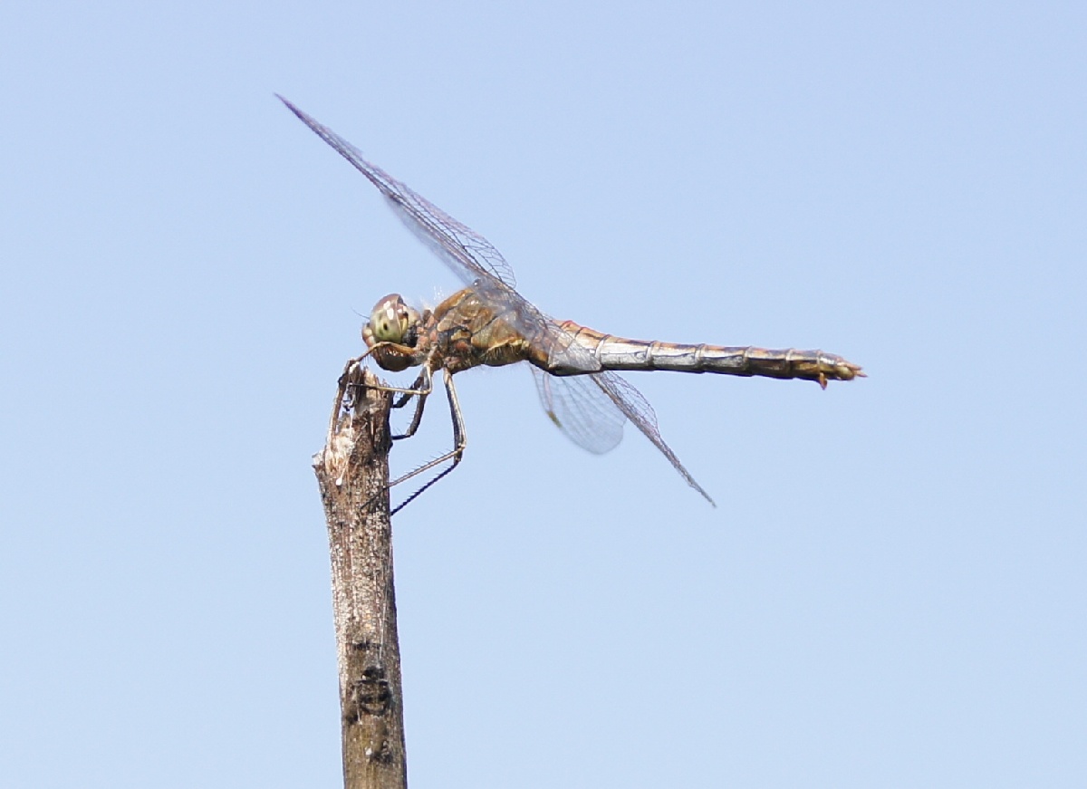 Стрекоза.  Алатскиви Эстония (Alatskivi Eesti), ножи ручной работы
