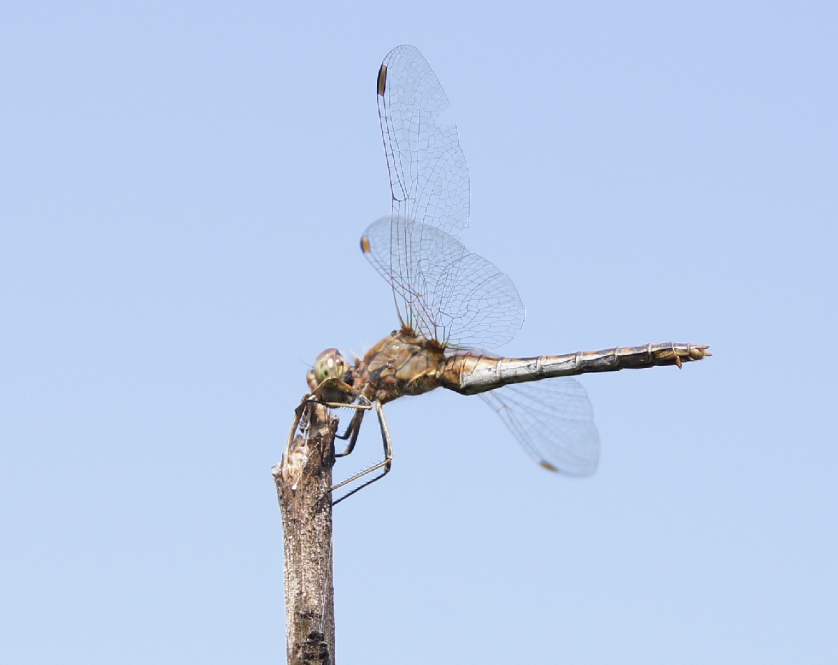 Стрекоза.  Алатскиви Эстония (Alatskivi Eesti), ножи ручной работы