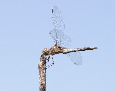 Алатскиви и ножи ручной работы.