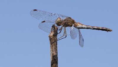Алатскиви и ножи ручной работы.