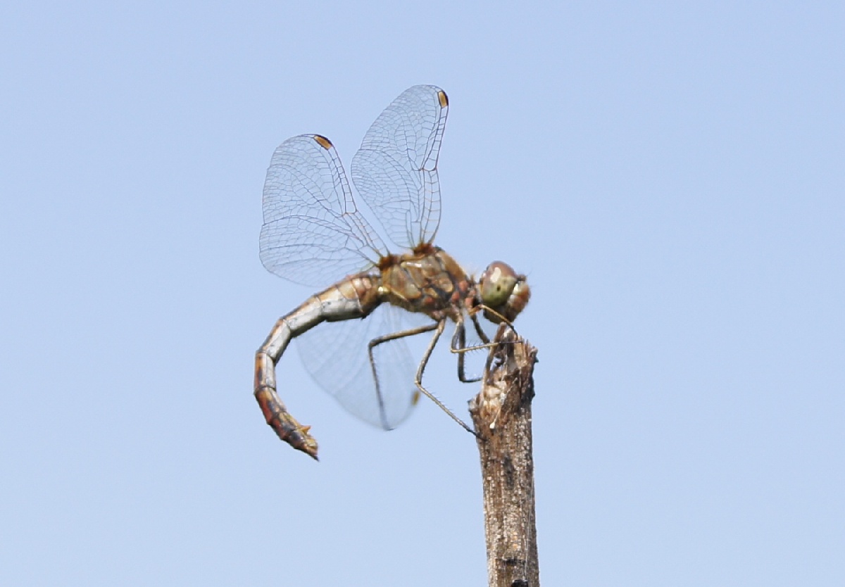 Стрекоза.  Алатскиви Эстония (Alatskivi Eesti), ножи ручной работы