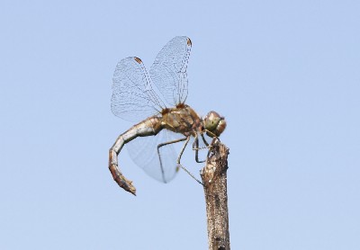 Алатскиви и ножи ручной работы.
