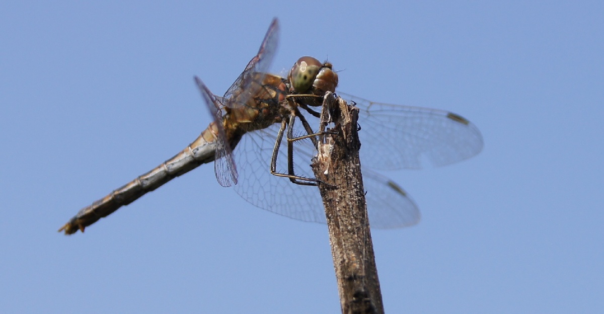Стрекоза.  Алатскиви Эстония (Alatskivi Eesti), ножи ручной работы