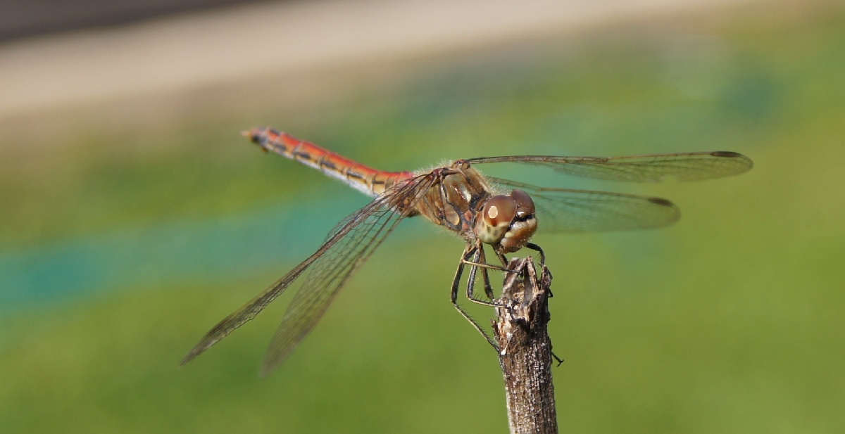 Стрекоза.  Алатскиви Эстония (Alatskivi Eesti), ножи ручной работы
