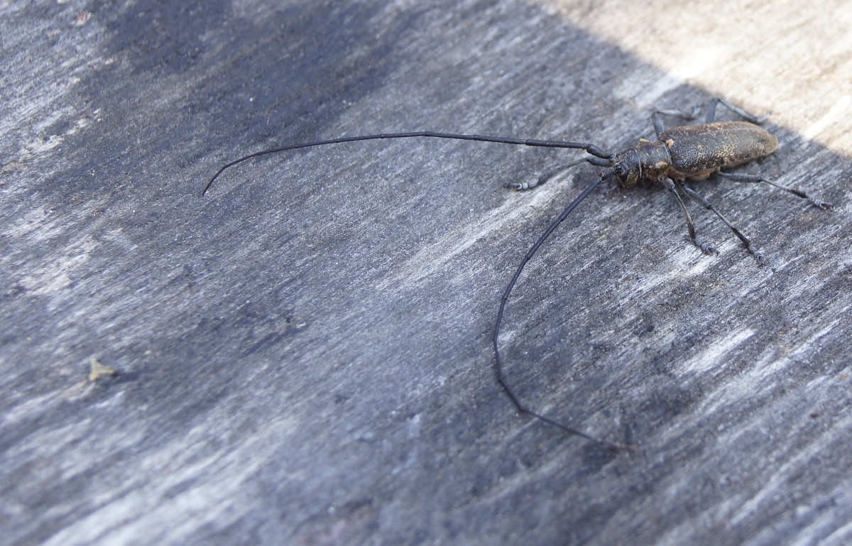 Some beetle.   Alatskivi Estonia (Alatskivi Eesti), handmade knives
