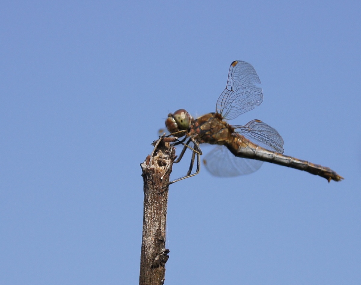 Dragonfly.  Alatskivi Estonia (Alatskivi Eesti), handmade knives