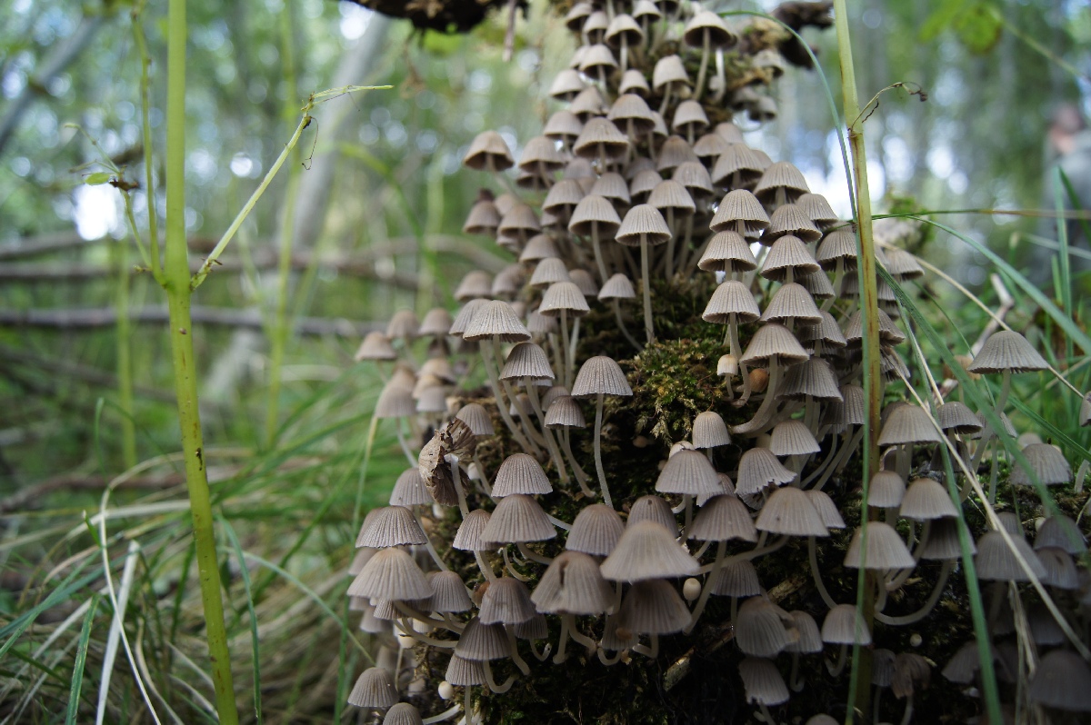 Mushrooms. Astangu Military Base.