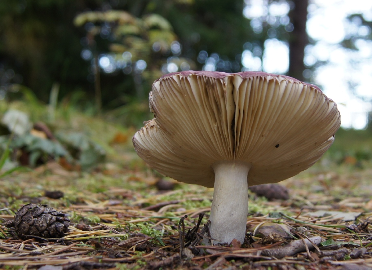 Mushroom. Matsi rand 2011. Holiday in Estonia, Matsi beach.