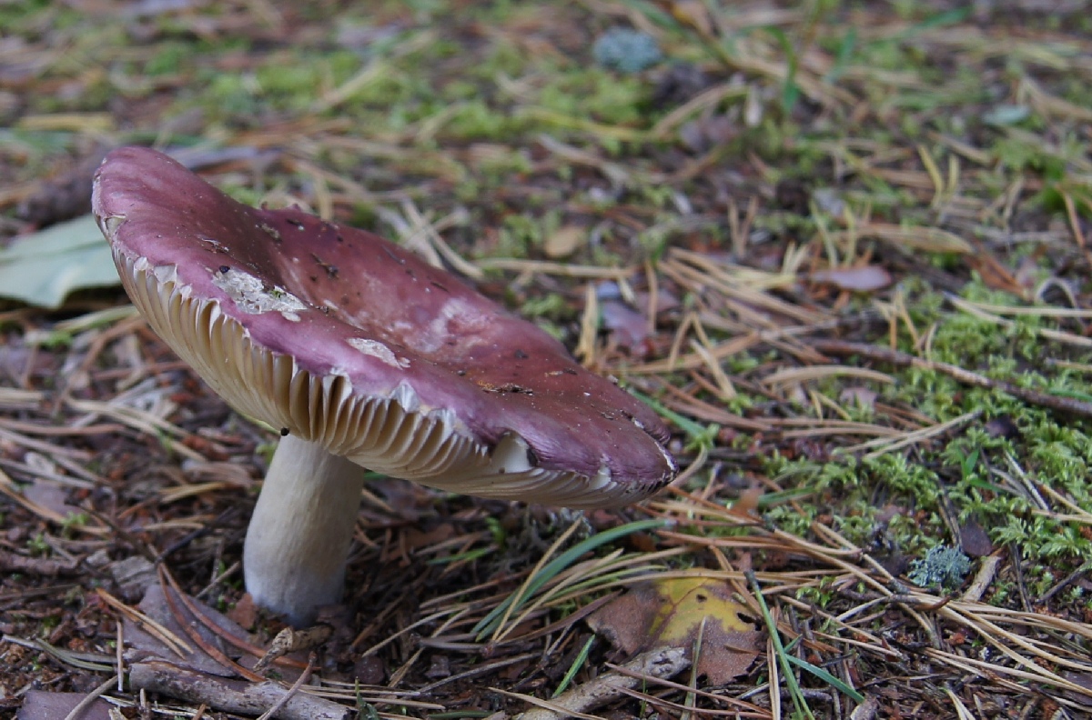 Mushroom. Matsi rand 2011. Holiday in Estonia, Matsi beach.