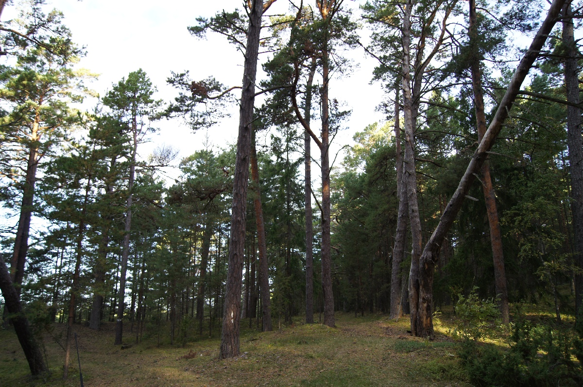  Matsi rand 2011. Holiday in Estonia, Matsi beach.