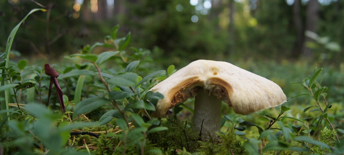 Гриб. Матси ранд 2011. Отдых в Эстонии, Matsi rand.