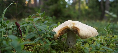 Matsi rand (Matsi beach)