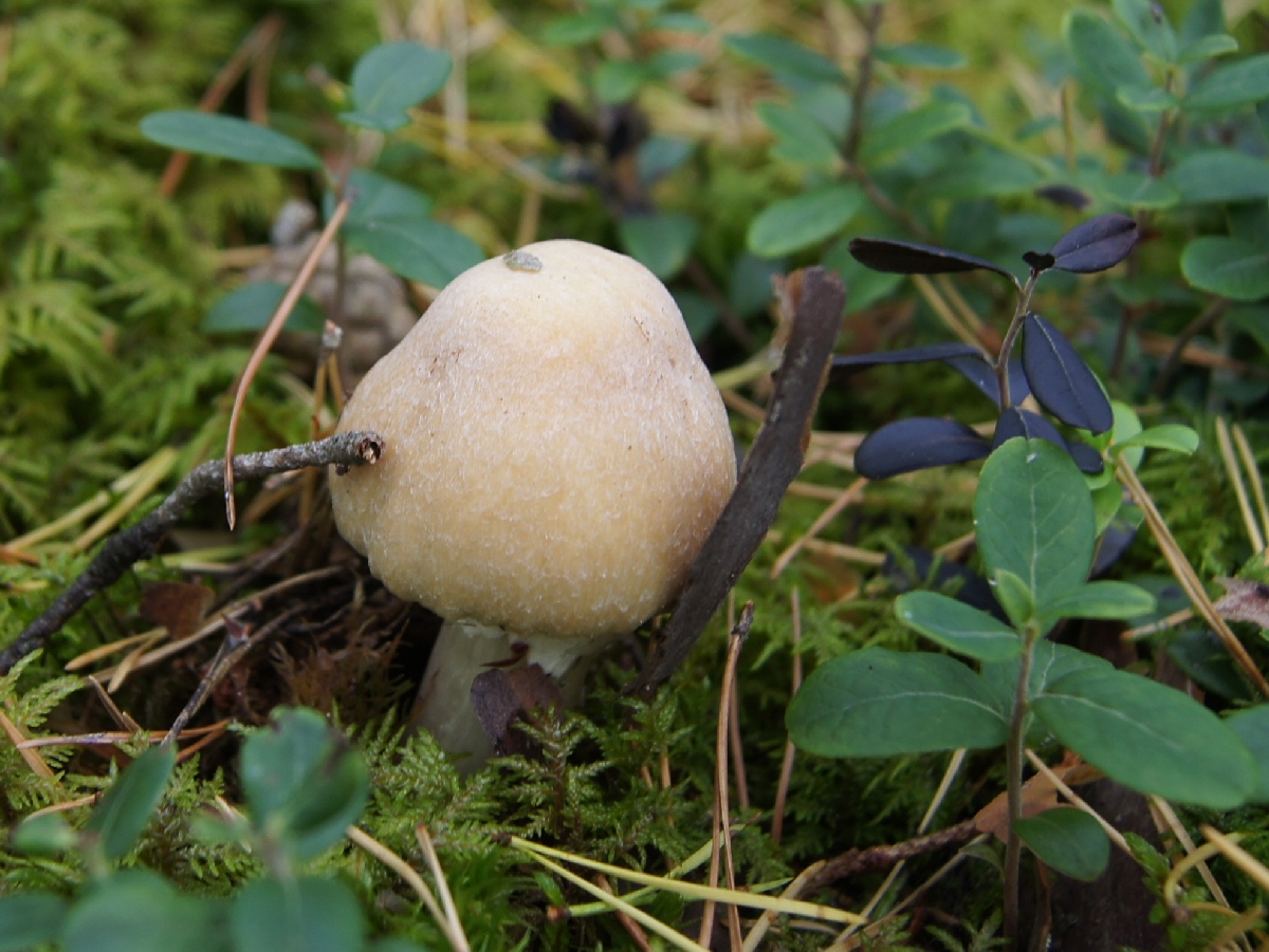 Mushroom. Matsi rand 2011. Holiday in Estonia, Matsi beach.