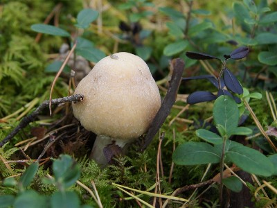 Matsi rand (Matsi beach)