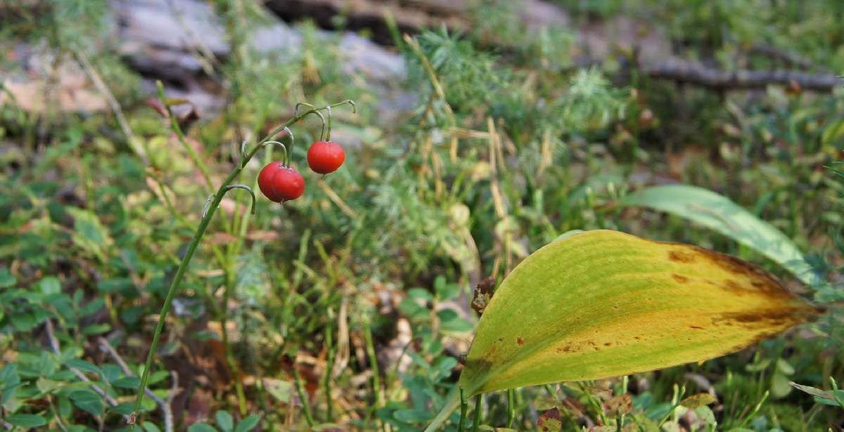 Berry.  Matsi rand 2011. Holiday in Estonia, Matsi beach.