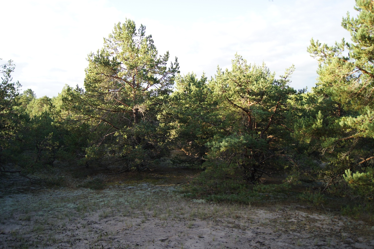  Matsi rand 2011. Holiday in Estonia, Matsi beach.