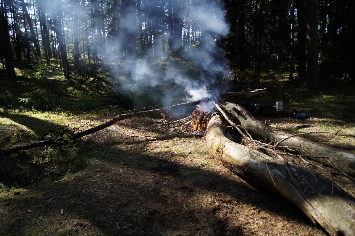 Woods.  Matsi rand 2011. Holiday in Estonia, Matsi beach.