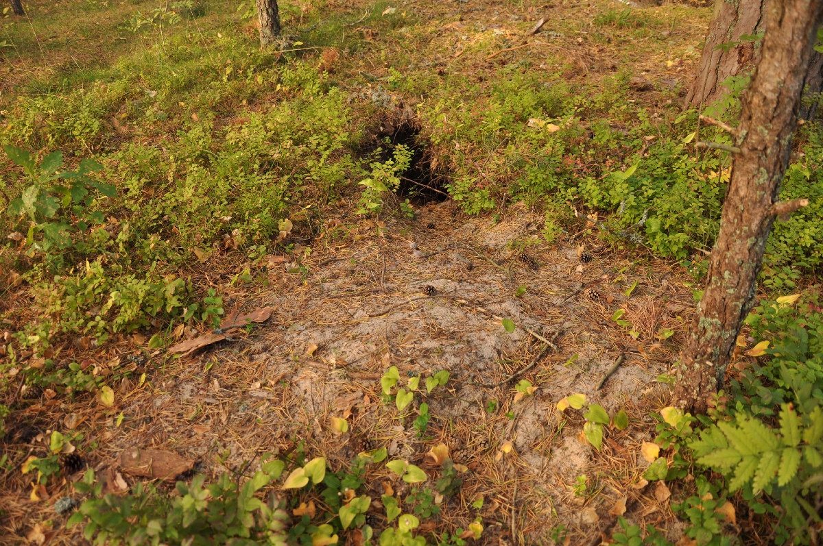 Foxhole.  Matsi rand 2011. Holiday in Estonia, Matsi beach.