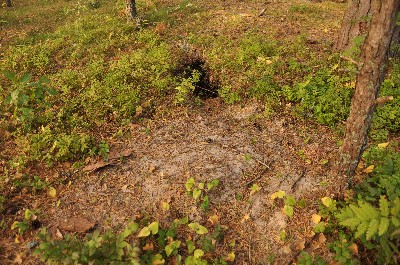 Matsi rand (Matsi beach)