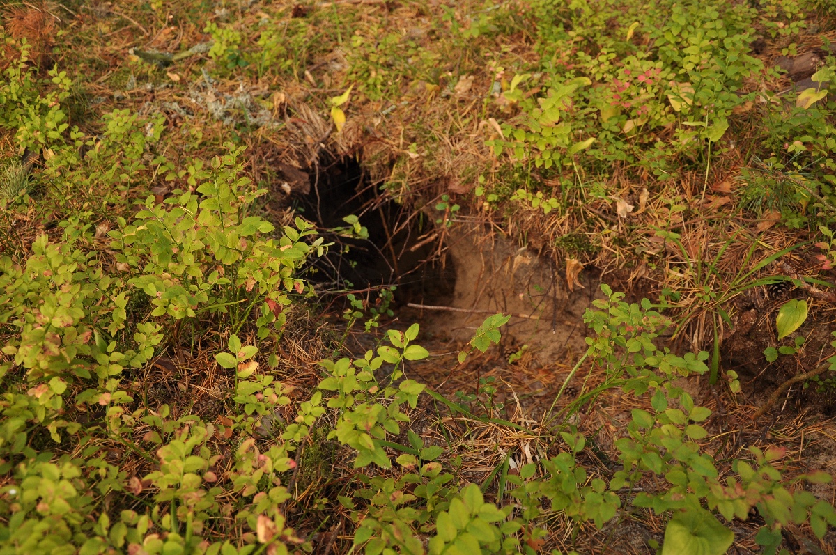 Foxhole.  Matsi rand 2011. Holiday in Estonia, Matsi beach.