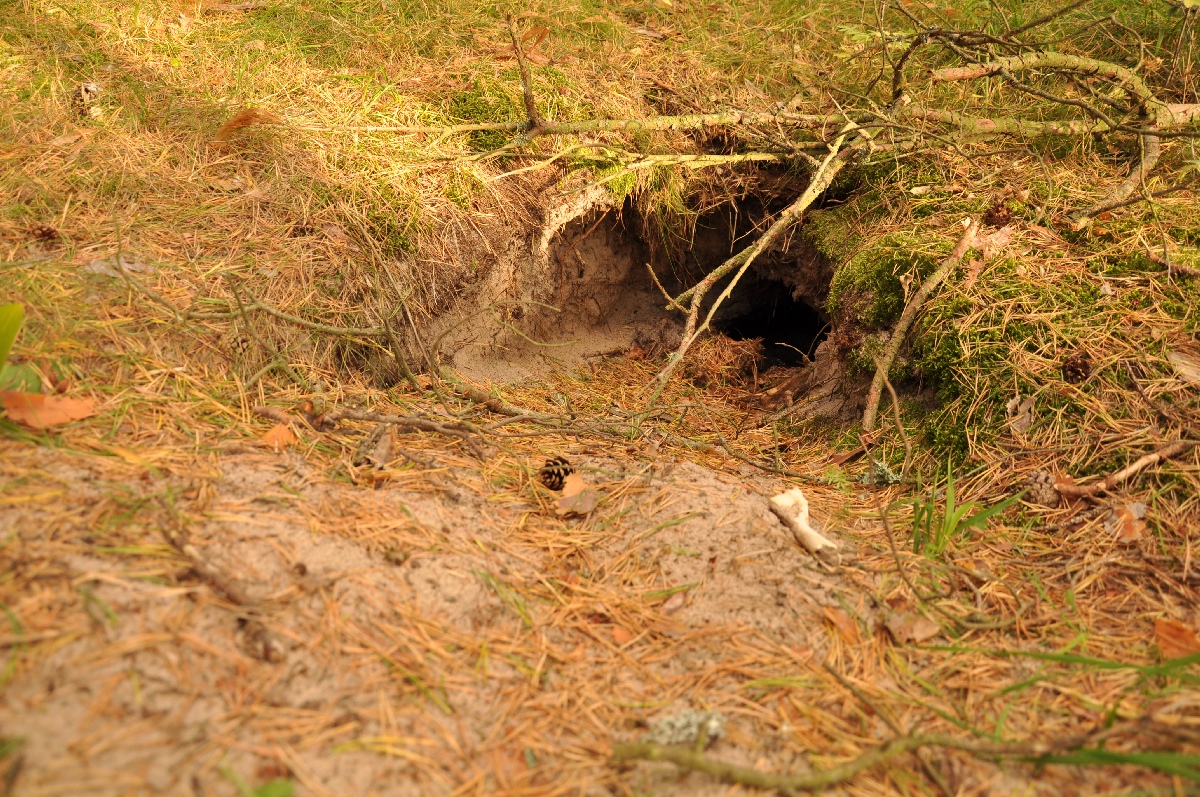 Лисья нора.  Матси ранд 2011. Отдых в Эстонии, Matsi rand.