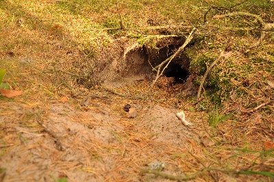 Matsi rand (Matsi beach)